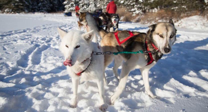 guided cross country skiing